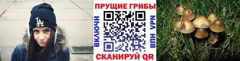 Псилоцибиновые грибы GOLDEN TEACHER  Можайск 